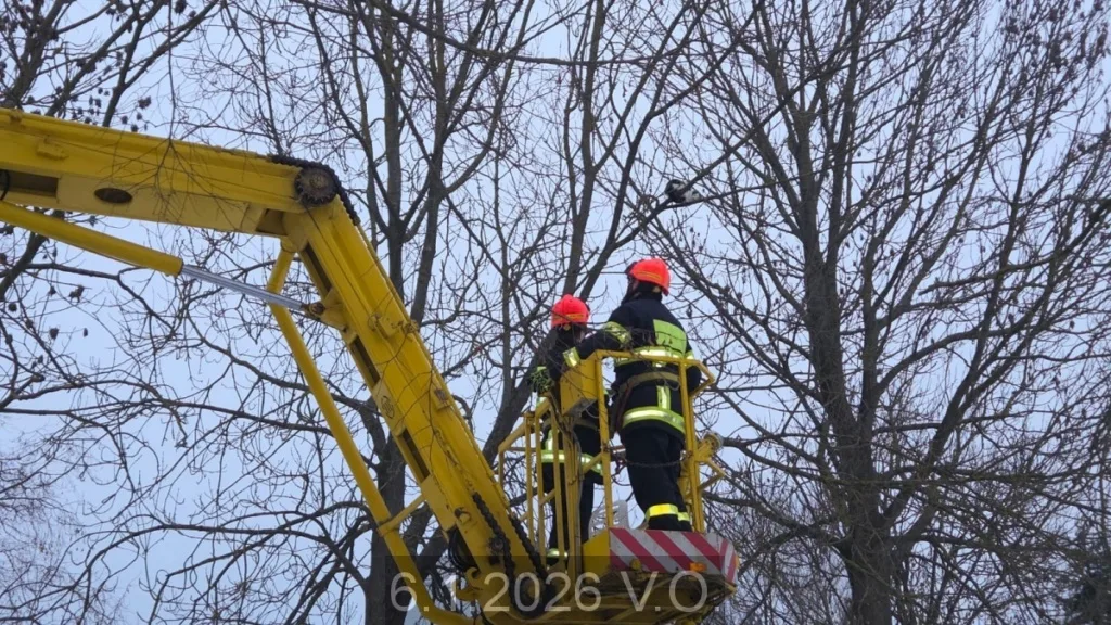 ZOZ, kočka na stromě, Světlá